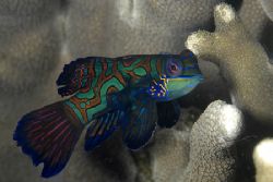 Mandarin fish taken at Rainbow Reef, Yapin November 04. N... by Janet Czapski 